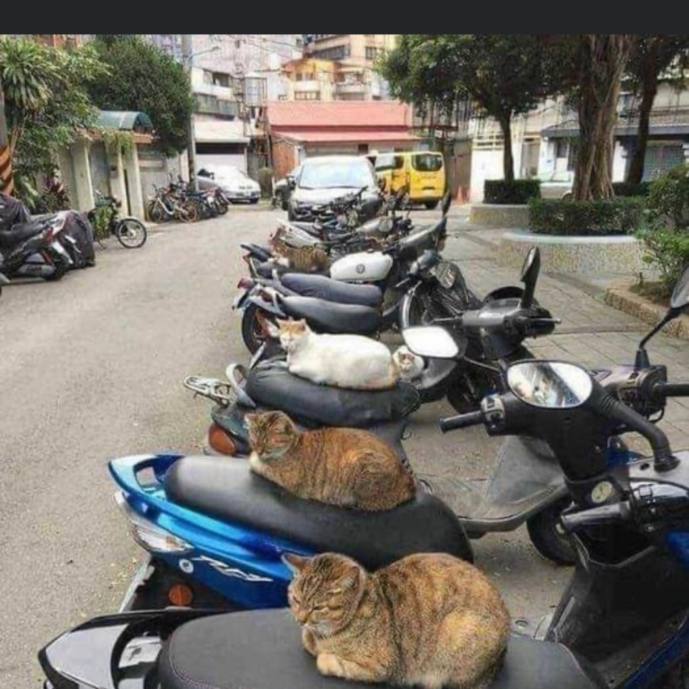 Meet your Posher, Sam